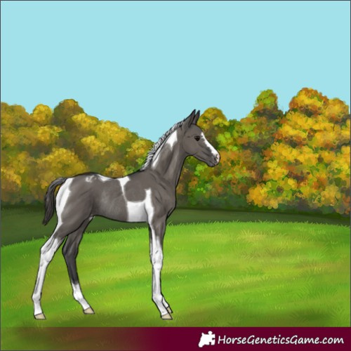 Horse Color:Grullo Tobiano Varnish Rabicano