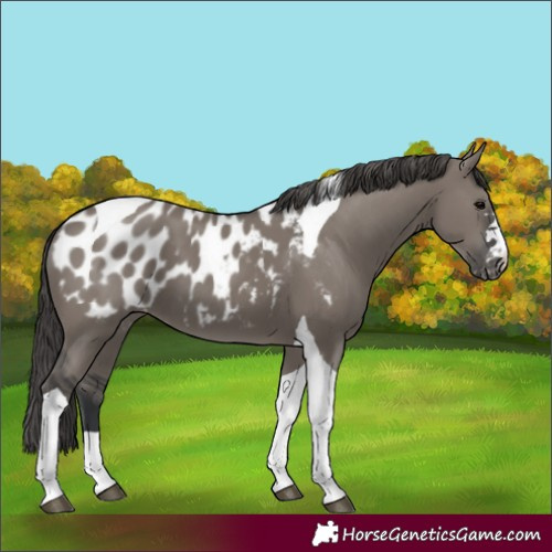 Horse Color:Grullo Tobiano Blanket 