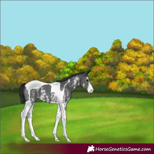Horse Color:Black Sabino Tobiano 