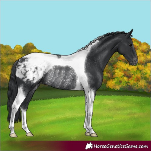 Horse Color:Black Tobiano Snowcap Rabicano 