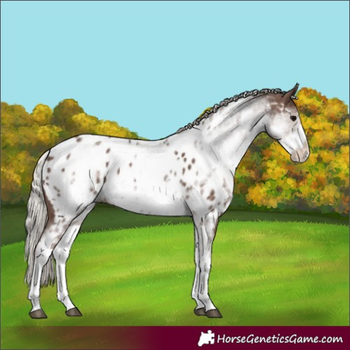 Horse Color:White Spotted Silver Black Near Leopard Rabicano