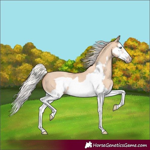 Horse Color:Silver Classic Champagne Dun Splash Frame 