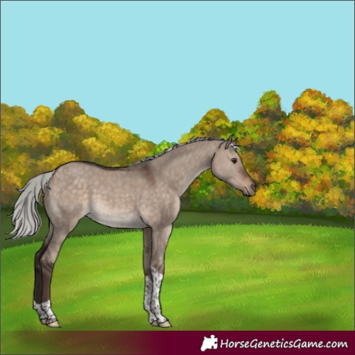 Horse Color:Silver Brown Dun Mushroom Tobiano 