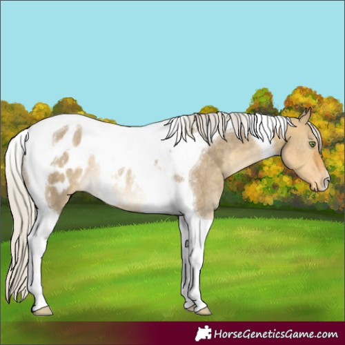 Horse Color:Silver Buckskin Dun Mushroom Tobiano Blanket Rabicano