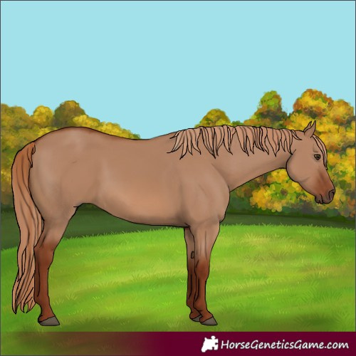 Horse Color:Unknown