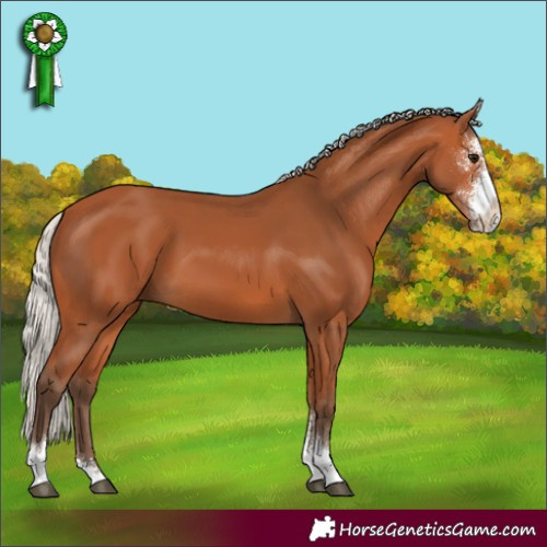Horse Color:Silver Bay Sabino 