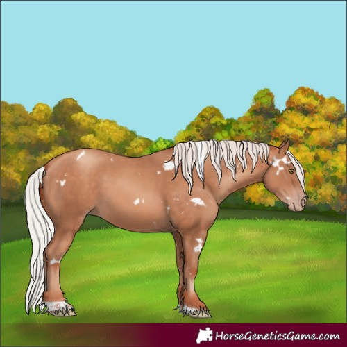 Horse Color:White Spotted Silver Sable Champagne Tobiano
