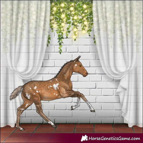Horse Color:White Spotted Chocolate Palomino Tobiano