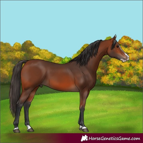 Horse Color:Bay Splash