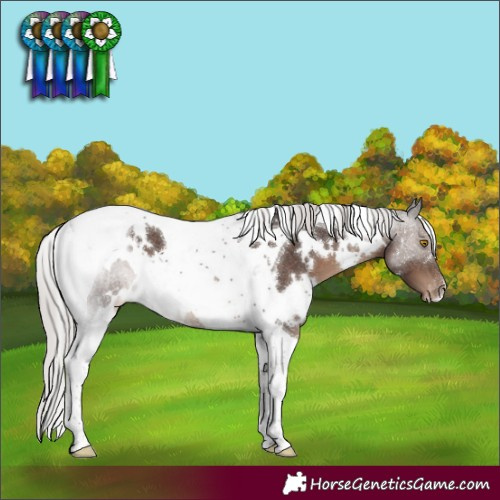 Horse Color:White Spotted Silver Black Tobiano Snowcap 