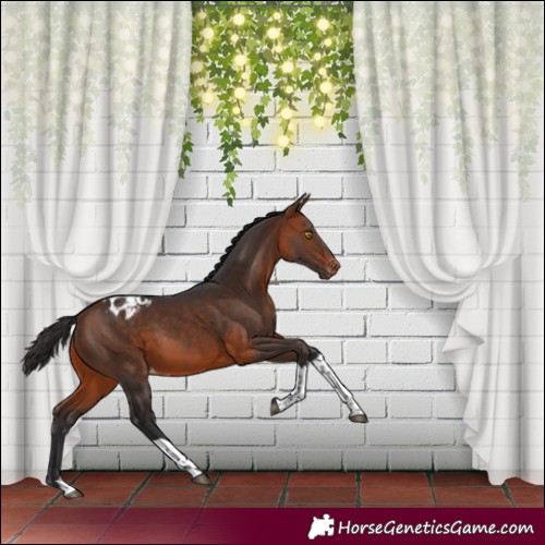 Horse Color:Bay Tobiano Blanket