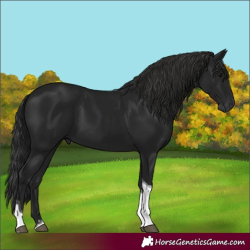 Horse Color:Gray Black Tobiano
