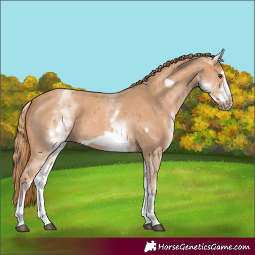 Horse Color:White Spotted Chestnut Sabino Frame 