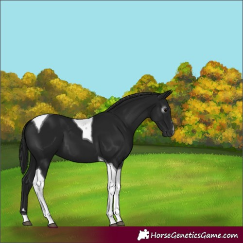 Horse Color:Gray Black Tobiano 