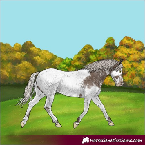Horse Color:White Spotted Silver Black Splash Near Fewspot Rabicano 