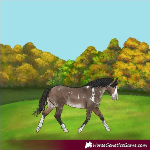 Horse Color:White Spotted Brown Dun Splash Frame Rabicano