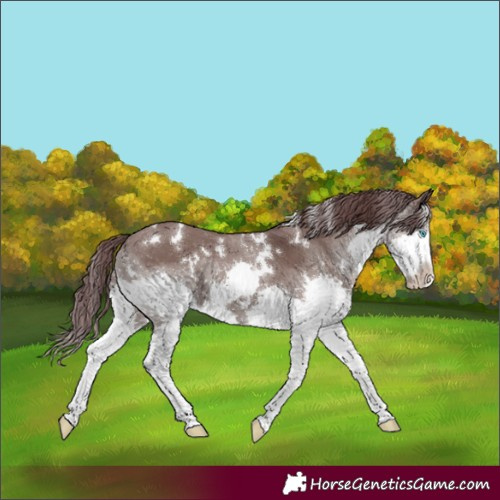 Horse Color:White Spotted Chocolate Grullo Splash Rabicano