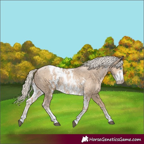 Horse Color:Liver Chestnut Sabino Skewed LP Spotted 
