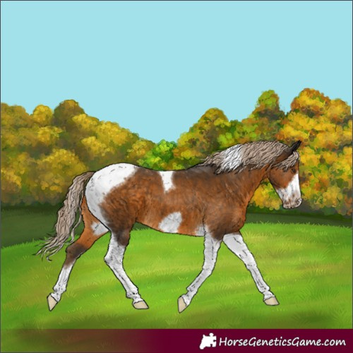 Horse Color:Chocolate Palomino Tobiano Frame 