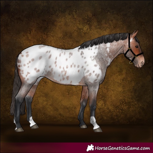 Horse Color:Bay Roan Near Leopard