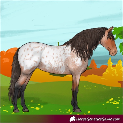 Horse Color:Bay Roan Blanket