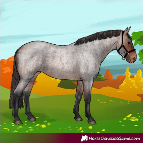 Horse Color:Bay Roan Varnish 