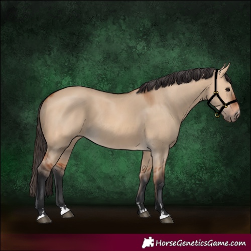 Horse Color:Bay Dun