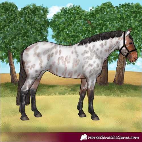 Horse Color:Bay Roan Near Leopard