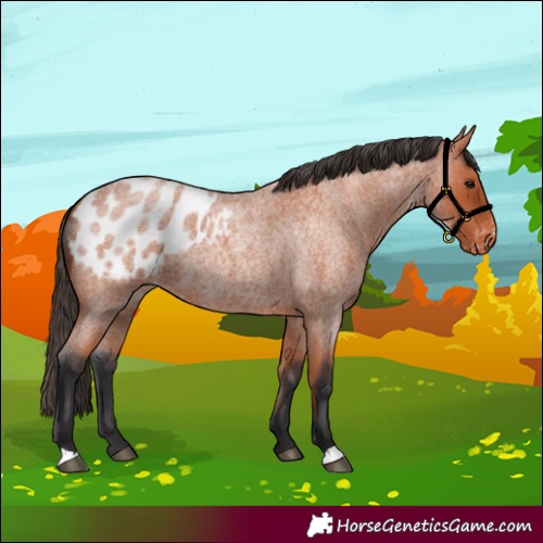 Horse Color:Bay Roan Blanket 