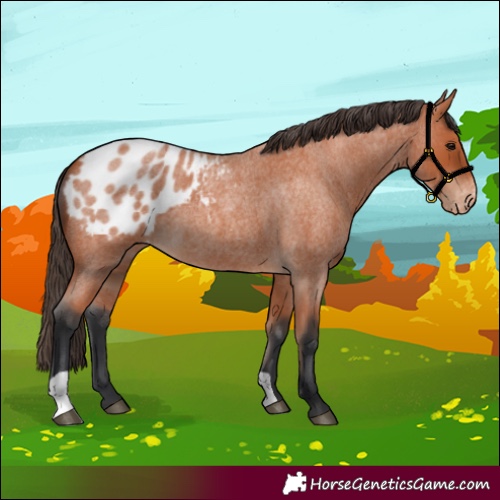Horse Color:Bay Roan Blanket 