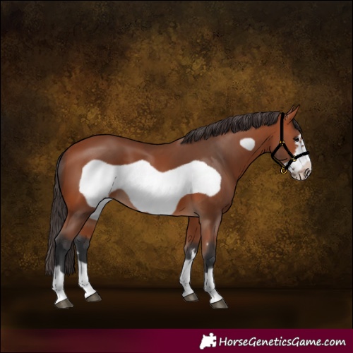 Horse Color:Bay Frame