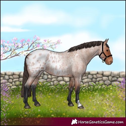 Horse Color:Bay Roan Blanket 