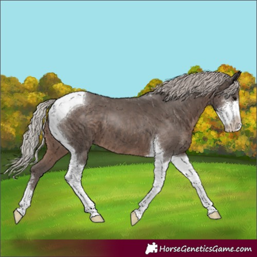Horse Color:Silver Black Sabino Tobiano 