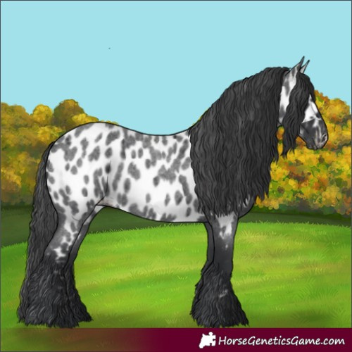 Horse Color:Blue Roan Leopard 