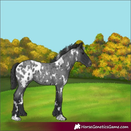 Horse Color:White Spotted Blue Roan Blanket 