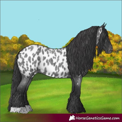 Horse Color:Blue Roan Near Leopard 