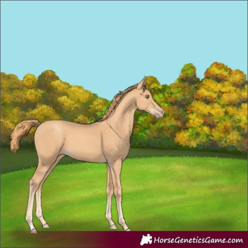 Horse Color:Gold Champagne