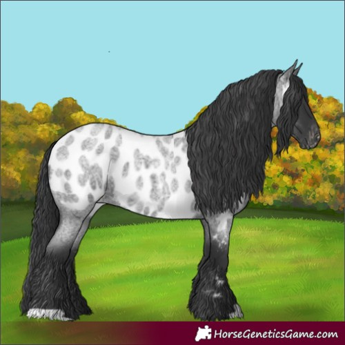 Horse Color:Blue Roan Near Leopard 