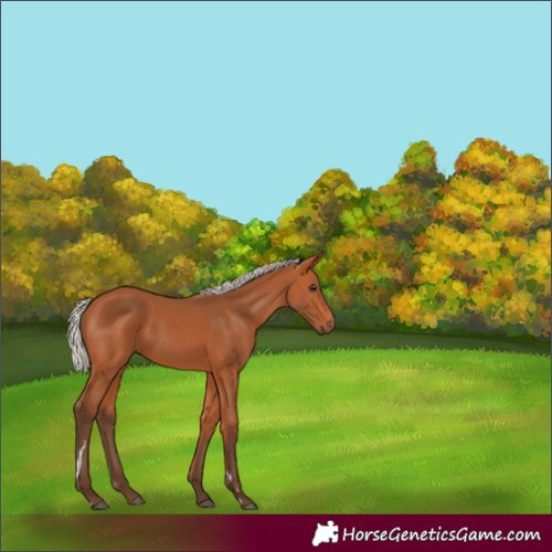 Horse Color:Silver Bay 