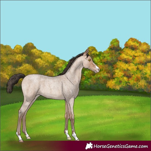 Horse Color:Amber Champagne Roan 