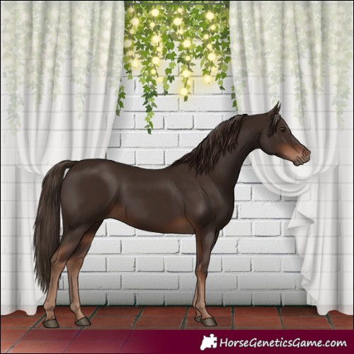 Horse Color:Liver Chestnut  and Liver Chestnut 