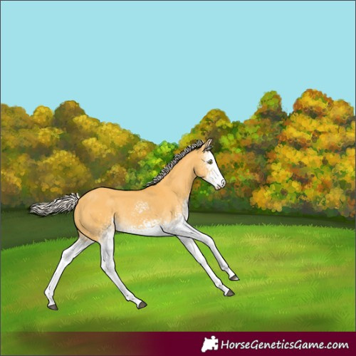 Horse Color:White Spotted Silver Buckskin Dun Sabino Rabicano