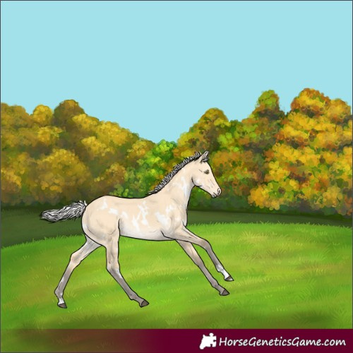 Horse Color:White Spotted Silver Buckskin Dun Rabicano
