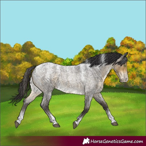 Horse Color:Powder White Buckskin Roan