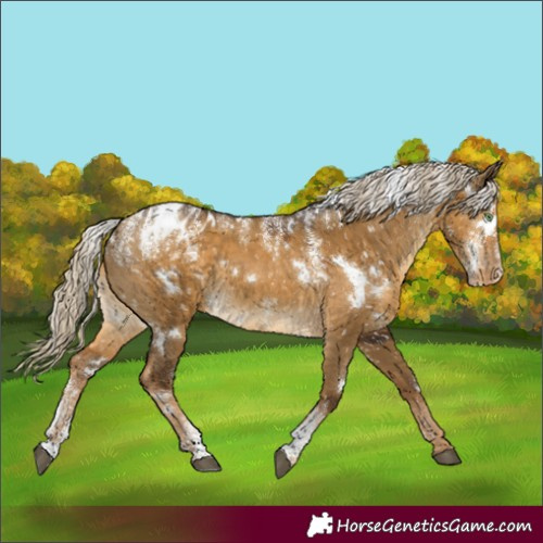 Horse Color:Powder White White Spotted Chocolate Palomino Dun Blanket