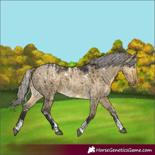 Horse Color:Powder White White Spotted Silver Buckskin Dun Brindle 