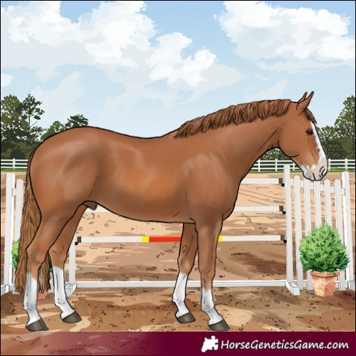 Horse Color:Chestnut Splash