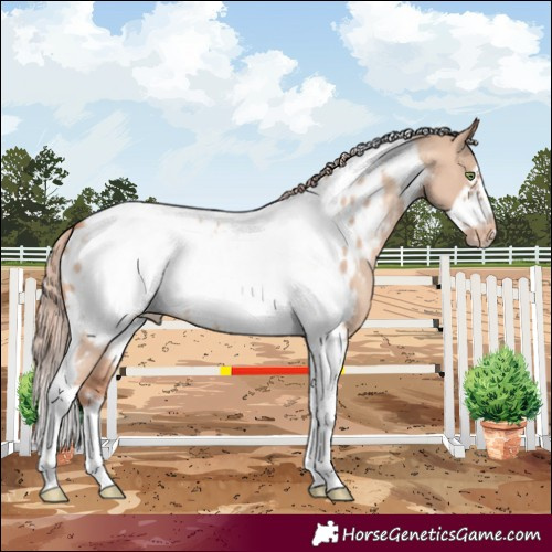 Horse Color:Gold Champagne Dun Tobiano Frame Near Leopard 