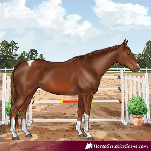 Horse Color:Chestnut Tobiano 