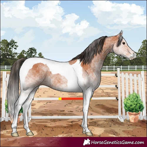 Horse Color:White Spotted Bay Tobiano 